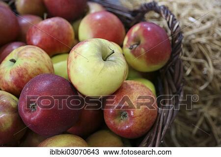 "Apples in a traditional wicker harvest basket at a stand at Fruit Logistica, Berlin, Berlin, Berlin, Germany, Europe" View Large Photo Image Stock Image - "Apples in a traditional wicker harvest basket at a stand at Fruit Logistica, Berlin, Berlin, Berlin, Germany, Europe". Fotosearch
