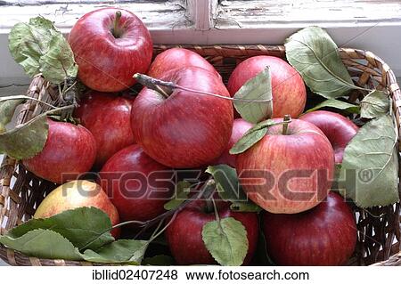 Stock Photo - Apples in a wicker basket. Fotosearch