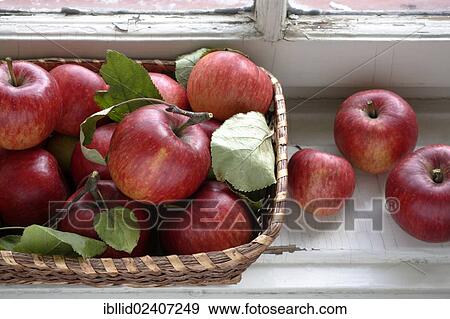 Apples in a wicker basket View Large Photo Image Stock Photo - Apples in a wicker basket. Fotosearch