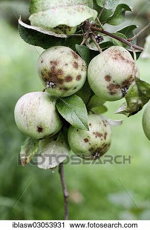 "Apples infected with apple scab disease (Venturia inaequalis), Lower Saxony, Germany, Europe" View Large Photo Image Stock Image - "Apples infected with apple scab disease (Venturia inaequalis), Lower Saxony, Germany, Europe". Fotosearch