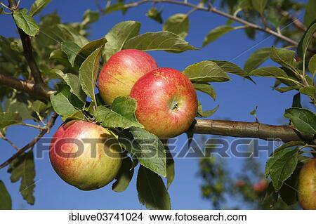 "Apples on an apple tree, """"Lusatian Cloves Apple""""(Malus domestica 'Lausitzer Nelkenapfel') apple variety, Germany, Europe" View Large Photo Image Picture - "Apples on an apple tree, """"Lusatian Cloves Apple""""(Malus domestica 'Lausitzer Nelkenapfel') apple variety, Germany, Europe". Fotosearch