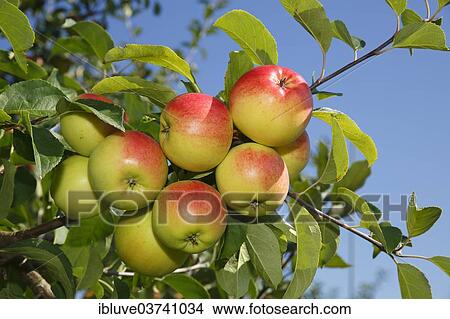 "Apples on an apple tree, """"Reglindis"""" (Malus domestica 'Reglindis') apple variety, Germany, Europe" View Large Photo Image Picture - "Apples on an apple tree, """"Reglindis"""" (Malus domestica 'Reglindis') apple variety, Germany, Europe". Fotosearch