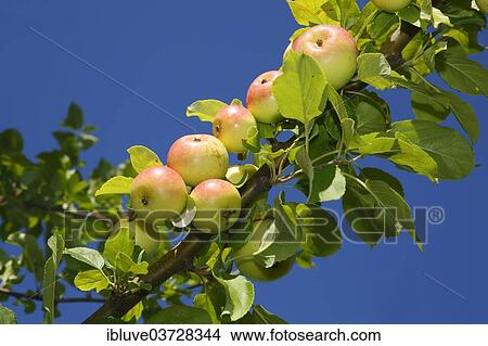 "Apples on an apple tree, """"Reinette de Champagne"""" (Malus domestica 'Champagnerrenette') apple variety, Germany, Europe" View Large Photo Image Picture - "Apples on an apple tree, """"Reinette de Champagne"""" (Malus domestica 'Champagnerrenette') apple variety, Germany, Europe". Fotosearch