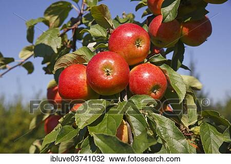 "Apples on an apple tree, """"Gerlinde"""" (Malus domestica 'Gerlinde') apple variety, Germany, Europe" View Large Photo Image Stock Image - "Apples on an apple tree, """"Gerlinde"""" (Malus domestica 'Gerlinde') apple variety, Germany, Europe". Fotosearch