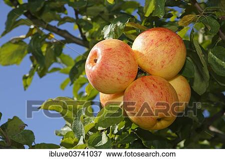"Apples on an apple tree, """"Helios"""" (Malus domestica 'Helios') apple variety, Germany, Europe" View Large Photo Image Stock Photo - "Apples on an apple tree, """"Helios"""" (Malus domestica 'Helios') apple variety, Germany, Europe". Fotosearch