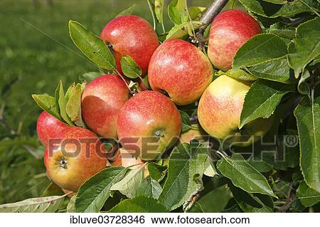"Apples on an apple tree, """"Elstar"""" (Malus domestica 'Elstar') apple variety, Germany, Europe" View Large Photo Image Stock Photograph - "Apples on an apple tree, """"Elstar"""" (Malus domestica 'Elstar') apple variety, Germany, Europe". Fotosearch