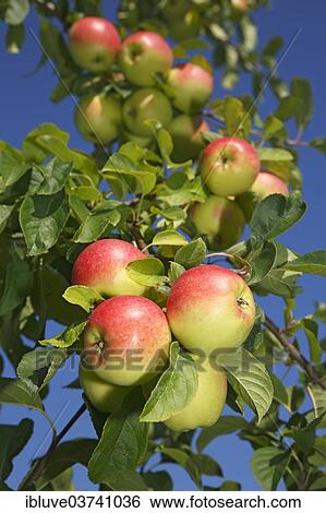 "Apples on an apple tree, """"Reglindis"""" (Malus domestica 'Reglindis') apple variety, Germany, Europe" View Large Photo Image Stock Photograph - "Apples on an apple tree, """"Reglindis"""" (Malus domestica 'Reglindis') apple variety, Germany, Europe". Fotosearch