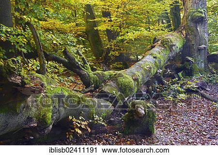 "Approx. 400 year old Beech (Fagus) in autumn, nature reserve of the ancient forest of Sababurg, Hesse, Germany, Europe" View Large Photo Image Stock Image - "Approx. 400 year old Beech (Fagus) in autumn, nature reserve of the ancient forest of Sababurg, Hesse, Germany, Europe". Fotosearch