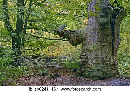"Approx. 800 year old Beech (Fagus) in autumn, nature reserve of the ancient forest of Sababurg, Hesse, Germany, Europe" View Large Photo Image Stock Photo - "Approx. 800 year old Beech (Fagus) in autumn, nature reserve of the ancient forest of Sababurg, Hesse, Germany, Europe". Fotosearch