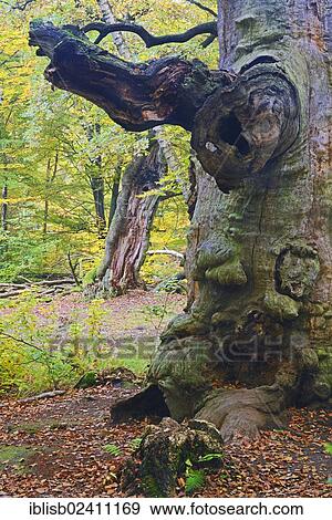 "Approx. 800 year old Beech (Fagus) in autumn, nature reserve of the ancient forest of Sababurg, Hesse, Germany, Europe" View Large Photo Image Stock Photo - "Approx. 800 year old Beech (Fagus) in autumn, nature reserve of the ancient forest of Sababurg, Hesse, Germany, Europe". Fotosearch