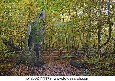 "Approx. 800 year old Beech (Fagus) in autumn, nature reserve of the ancient forest of Sababurg, Hesse, Germany, Europe" View Large Photo Image Stock Photo - "Approx. 800 year old Beech (Fagus) in autumn, nature reserve of the ancient forest of Sababurg, Hesse, Germany, Europe". Fotosearch