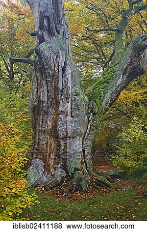 "Approx. 800 year old Beech (Fagus) in autumn, nature reserve of the ancient forest of Sababurg, Hesse, Germany, Europe" View Large Photo Image Stock Photo - "Approx. 800 year old Beech (Fagus) in autumn, nature reserve of the ancient forest of Sababurg, Hesse, Germany, Europe". Fotosearch
