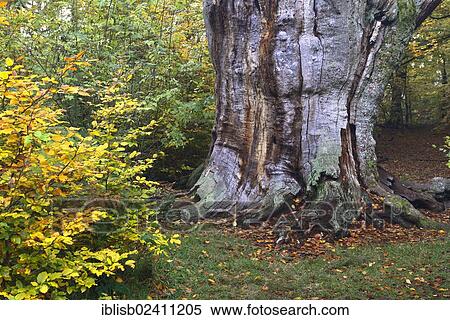 "Approx. 800 year old Beech (Fagus) in autumn, nature reserve of the ancient forest of Sababurg, Hesse, Germany, Europe" View Large Photo Image Stock Photography - "Approx. 800 year old Beech (Fagus) in autumn, nature reserve of the ancient forest of Sababurg, Hesse, Germany, Europe". Fotosearch
