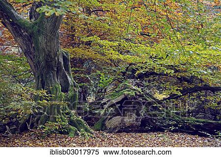 "Approx. 800 year old Beech (Fagus) in autumn, Urwald Sababurg primeval forest nature reserve, primeval forest Sababurg, Hesse, Germany, Europe" View Large Photo Image Stock Photography - "Approx. 800 year old Beech (Fagus) in autumn, Urwald Sababurg primeval forest nature reserve, primeval forest Sababurg, Hesse, Germany, Europe". Fotosearch