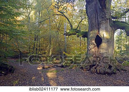 "Approx. 800 year old Oak (Quercus) in autumn, nature reserve of the ancient forest of Sababurg, Hesse, Germany, Europe" View Large Photo Image Stock Photo - "Approx. 800 year old Oak (Quercus) in autumn, nature reserve of the ancient forest of Sababurg, Hesse, Germany, Europe". Fotosearch