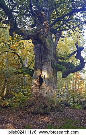 "Approx. 800 year old Oak (Quercus) in autumn, nature reserve of the ancient forest of Sababurg, Hesse, Germany, Europe" View Large Photo Image Stock Photograph - "Approx. 800 year old Oak (Quercus) in autumn, nature reserve of the ancient forest of Sababurg, Hesse, Germany, Europe". Fotosearch