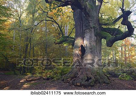 "Approx. 800 year old Oak (Quercus) in autumn, nature reserve of the ancient forest of Sababurg, Hesse, Germany, Europe" View Large Photo Image Stock Photography - "Approx. 800 year old Oak (Quercus) in autumn, nature reserve of the ancient forest of Sababurg, Hesse, Germany, Europe". Fotosearch