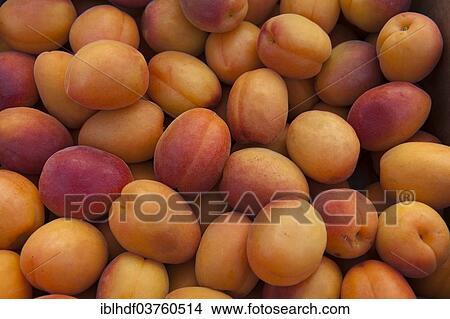 Picture - "Apricots, Linden, Hannover, Lower Saxony, Germany, Europe". Fotosearch