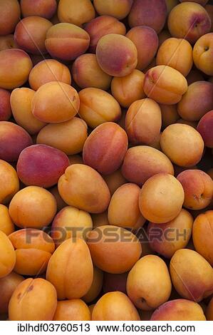 Stock Image - "Apricots, Linden, Hannover, Lower Saxony, Germany, Europe". Fotosearch