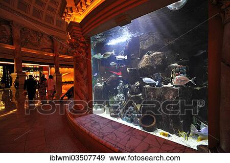 "Aquarium, Forum Shops, luxury hotel, casino, Caesars Palace, Las Vegas, Nevada, United States, North America" View Large Photo Image Stock Photo - "Aquarium, Forum Shops, luxury hotel, casino, Caesars Palace, Las Vegas, Nevada, United States, North America". Fotosearch