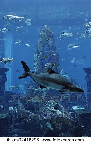 Aquarium in The Lost Chambers, a theme park based on the legend of Atlantis, Atlantis Hotel, The Palm Jumeirah, Dubai, United Arab Emirates, Middle East, Asia View Large Photo Image Stock Photograph - Aquarium in The Lost Chambers, a theme park based on the legend of Atlantis, Atlantis Hotel, The Palm Jumeirah, Dubai, United Arab Emirates, Middle East, Asia. Fotosearch