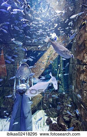 Aquarium in The Lost Chambers, a theme park based on the legend of Atlantis, Atlantis Hotel, The Palm Jumeirah, Dubai, United Arab Emirates, Middle East, Asia View Large Photo Image Stock Photography - Aquarium in The Lost Chambers, a theme park based on the legend of Atlantis, Atlantis Hotel, The Palm Jumeirah, Dubai, United Arab Emirates, Middle East, Asia. Fotosearch