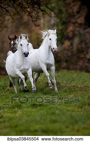 "Arab Horses, mares in foal galloping in autumn, North Tyrol, Austria, Europe" View Large Photo Image Picture - "Arab Horses, mares in foal galloping in autumn, North Tyrol, Austria, Europe". Fotosearch