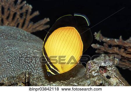Stock Photo - "Arabian Butterflyfish (Chaetodon melapterus), coral reef, Dimaniyat Islands nature reserve, Al Batinah region, Oman, Asia". Fotosearch