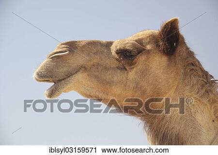 "Arabian Camel or Dromedary (Camelus dromedarius), portrait, Rub al Khali, Emirate of Abu Dhabi, United Arab Emirates, Asia" View Large Photo Image Stock Image - "Arabian Camel or Dromedary (Camelus dromedarius), portrait, Rub al Khali, Emirate of Abu Dhabi, United Arab Emirates, Asia". Fotosearch