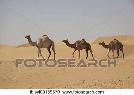 "Arabian Camels or Dromedaries (Camelus dromedarius) in the desert on the road to Liwa Oasis, Rub al Khali, Emirate of Abu Dhabi, United Arab Emirates, Asia" View Large Photo Image Stock Image - "Arabian Camels or Dromedaries (Camelus dromedarius) in the desert on the road to Liwa Oasis, Rub al Khali, Emirate of Abu Dhabi, United Arab Emirates, Asia". Fotosearch