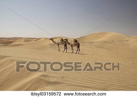 "Arabian Camels or Dromedaries (Camelus dromedarius) in the desert on the road to Liwa Oasis, Rub al Khali, Emirate of Abu Dhabi, United Arab Emirates, Asia" View Large Photo Image Stock Image - "Arabian Camels or Dromedaries (Camelus dromedarius) in the desert on the road to Liwa Oasis, Rub al Khali, Emirate of Abu Dhabi, United Arab Emirates, Asia". Fotosearch