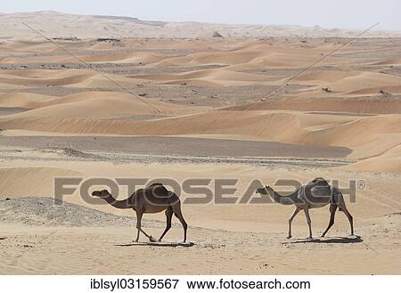 "Arabian Camels or Dromedaries (Camelus dromedarius) in the desert on the road to Liwa Oasis, Rub al Khali, Emirate of Abu Dhabi, United Arab Emirates, Asia" View Large Photo Image Stock Photo - "Arabian Camels or Dromedaries (Camelus dromedarius) in the desert on the road to Liwa Oasis, Rub al Khali, Emirate of Abu Dhabi, United Arab Emirates, Asia". Fotosearch