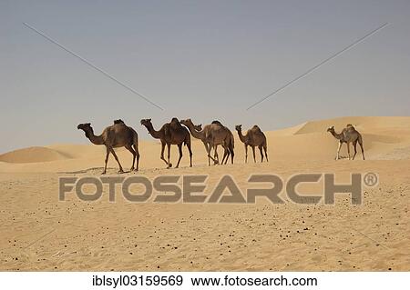 "Arabian Camels or Dromedaries (Camelus dromedarius) in the desert on the road to Liwa Oasis, Rub al Khali, Emirate of Abu Dhabi, United Arab Emirates, Asia" View Large Photo Image Stock Photo - "Arabian Camels or Dromedaries (Camelus dromedarius) in the desert on the road to Liwa Oasis, Rub al Khali, Emirate of Abu Dhabi, United Arab Emirates, Asia". Fotosearch