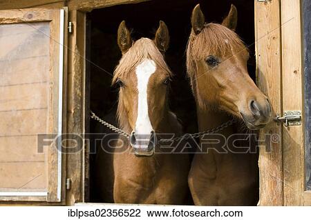 "Arabian foals looking out of a box, fox, North Tyrol, Austria, Europe" View Large Photo Image Stock Image - "Arabian foals looking out of a box, fox, North Tyrol, Austria, Europe". Fotosearch
