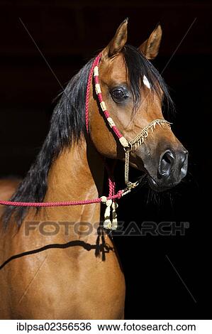 "Arabian horse, brown, portrait, wearing a show halter, North Tyrol, Austria, Europe" View Large Photo Image Stock Photograph - "Arabian horse, brown, portrait, wearing a show halter, North Tyrol, Austria, Europe". Fotosearch