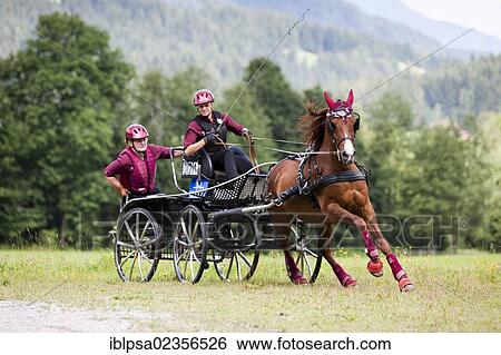 "Arabian horse, fox, one horse carriage, marathon carriage at a gallop on the meadow, North Tyrol, Austria, Europe" View Large Photo Image Stock Photograph - "Arabian horse, fox, one horse carriage, marathon carriage at a gallop on the meadow, North Tyrol, Austria, Europe". Fotosearch