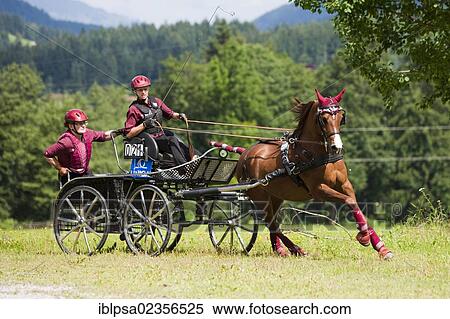 Stock Photography - "Arabian horse, fox, one horse carriage, marathon carriage at a gallop on the meadow, North Tyrol, Austria, Europe". Fotosearch