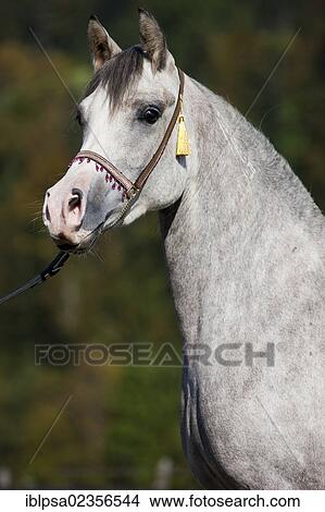 "Arabian horse, gray, portrait, wearing a show halter, North Tyrol, Austria, Europe" View Large Photo Image Picture - "Arabian horse, gray, portrait, wearing a show halter, North Tyrol, Austria, Europe". Fotosearch