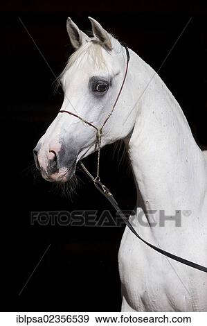 "Arabian horse, gray, portrait, wearing a show halter, North Tyrol, Austria, Europe" View Large Photo Image Stock Photo - "Arabian horse, gray, portrait, wearing a show halter, North Tyrol, Austria, Europe". Fotosearch
