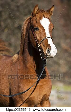 "Arabian horse, yearling, fox, portrait, wearing a show halter, North Tyrol, Austria, Europe" View Large Photo Image Stock Photograph - "Arabian horse, yearling, fox, portrait, wearing a show halter, North Tyrol, Austria, Europe". Fotosearch