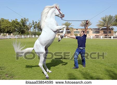 "Arabian or Arab horse standing on hindlegs, emirate of Sharjah, United Arab Emirates, Asia" View Large Photo Image Stock Photography - "Arabian or Arab horse standing on hindlegs, emirate of Sharjah, United Arab Emirates, Asia". Fotosearch