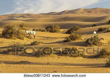 "Arabian Oryx (Oryx leucoryx), desert, Dubai, United Arab Emirates, Asia" View Large Photo Image Stock Image - "Arabian Oryx (Oryx leucoryx), desert, Dubai, United Arab Emirates, Asia". Fotosearch