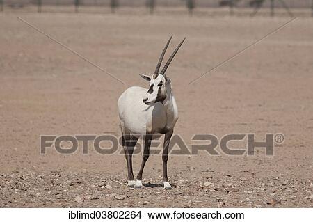 "Arabian Oryx (Oryx leucoryx), Oman, Asia" View Large Photo Image Picture - "Arabian Oryx (Oryx leucoryx), Oman, Asia". Fotosearch