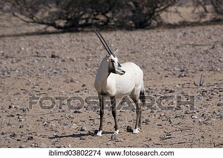 "Arabian Oryx (Oryx leucoryx), Oman, Asia" View Large Photo Image Picture - "Arabian Oryx (Oryx leucoryx), Oman, Asia". Fotosearch
