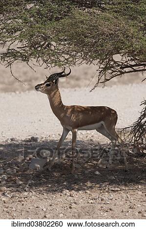 Stock Image - "Arabian Oryx (Oryx leucoryx), Oman, Asia". Fotosearch