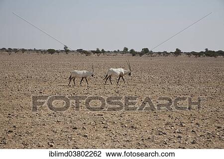 Stock Image - "Arabian Oryx (Oryx leucoryx), Oman, Asia". Fotosearch