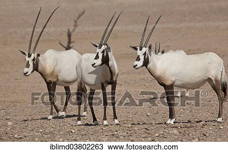 "Arabian Oryx (Oryx leucoryx), Oman, Asia" View Large Photo Image Stock Image - "Arabian Oryx (Oryx leucoryx), Oman, Asia". Fotosearch