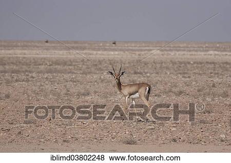 Stock Photo - "Arabian Oryx (Oryx leucoryx), Oman, Asia". Fotosearch