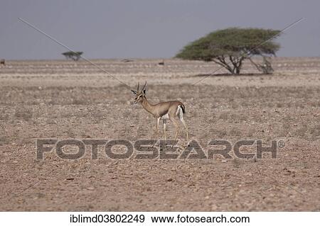 "Arabian Oryx (Oryx leucoryx), Oman, Asia" View Large Photo Image Stock Photo - "Arabian Oryx (Oryx leucoryx), Oman, Asia". Fotosearch