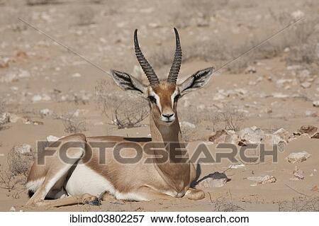 Stock Photo - "Arabian Oryx (Oryx leucoryx), Oman, Asia". Fotosearch